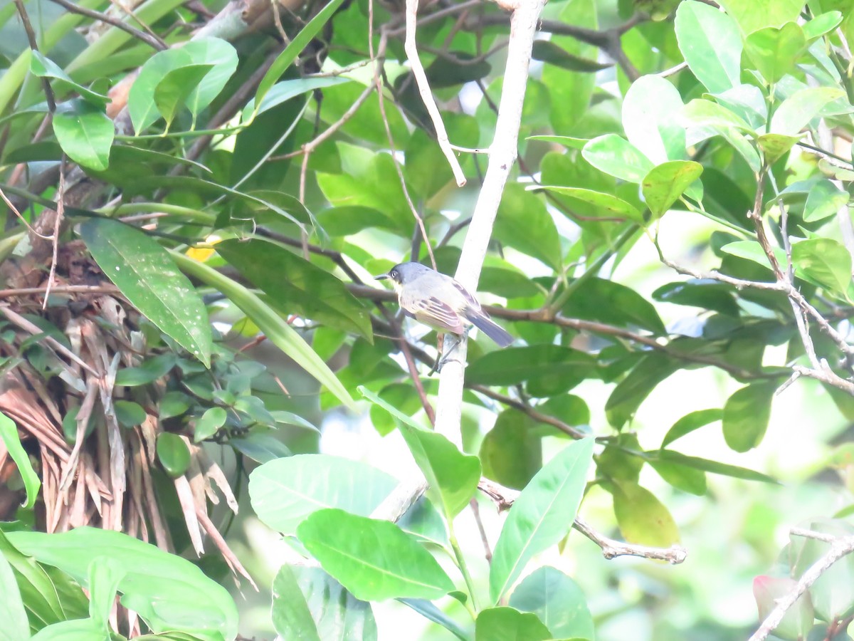 Common Tody-Flycatcher - ML618874252