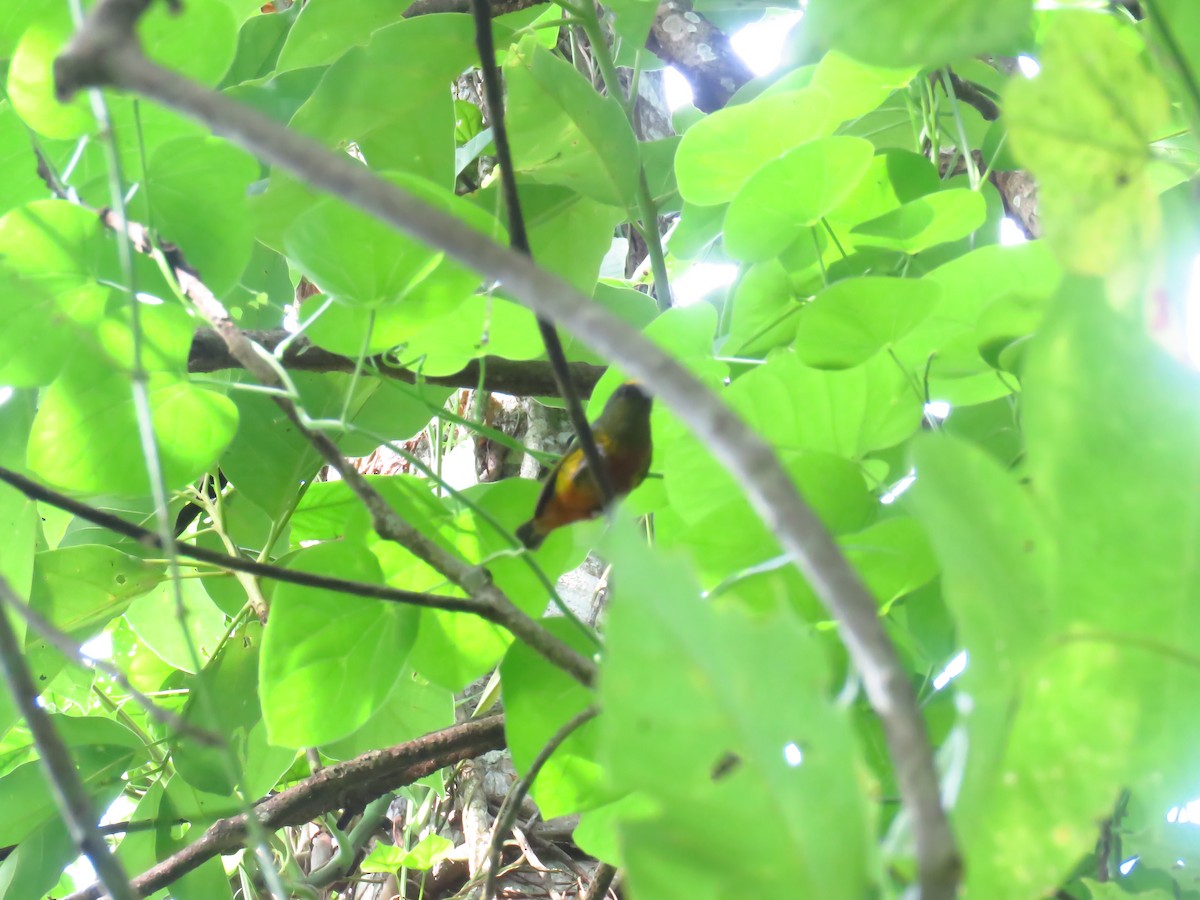 Olive-backed Euphonia - ML618874262