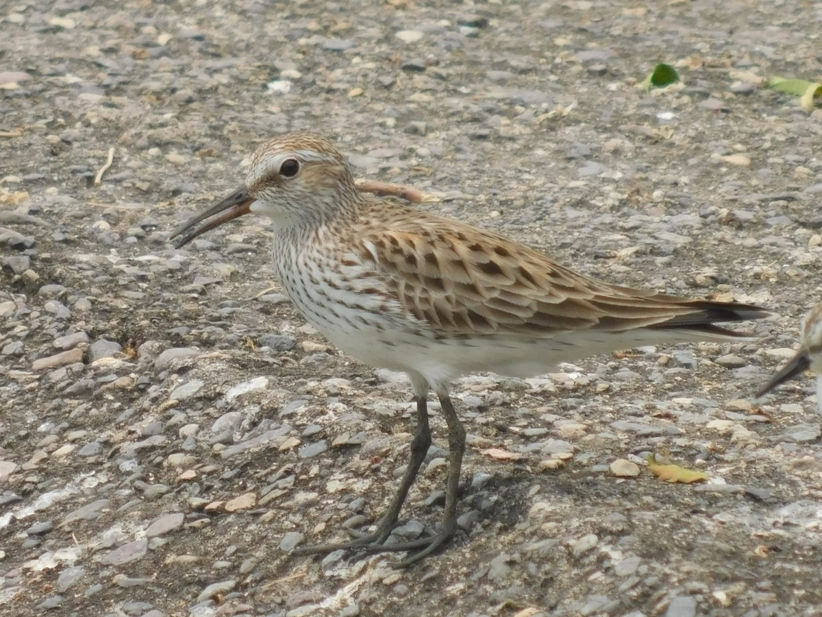 White-rumped Sandpiper - ML618874268