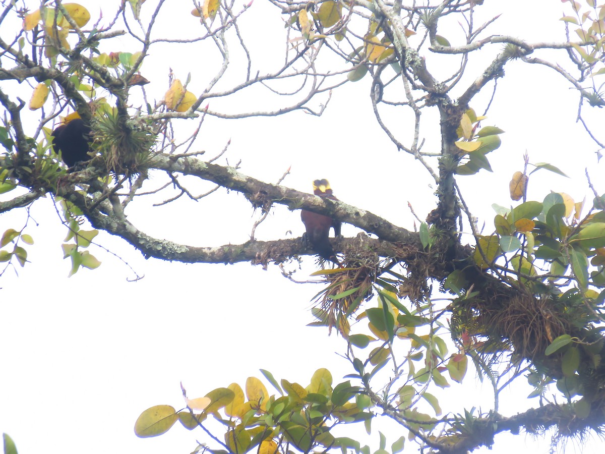 Montezuma Oropendola - ML618874272