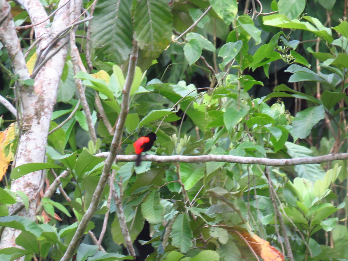 Scarlet-rumped Tanager - ML618874280