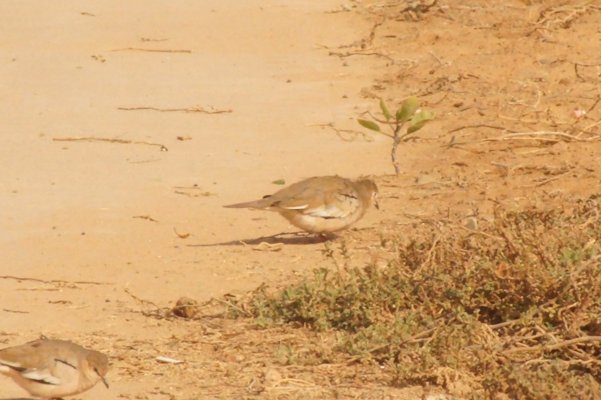 Picui Ground Dove - Rodrigo Jorquera Gonzalez