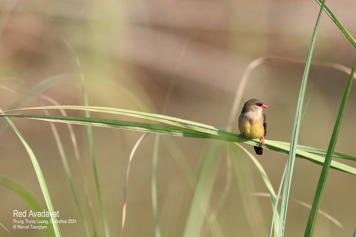 Red Avadavat (Red-bellied) - Manod Taengtum