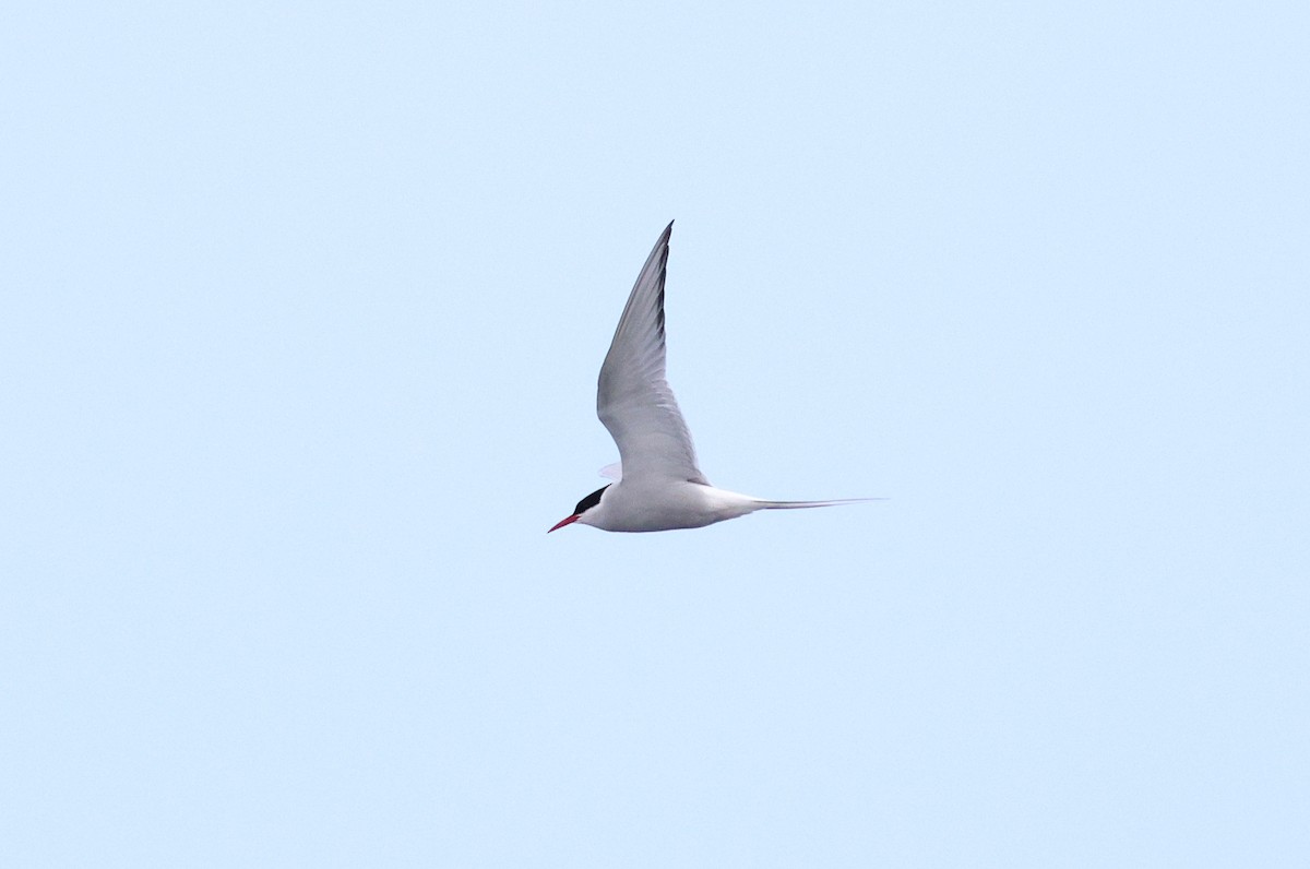 Arctic Tern - ML618874307