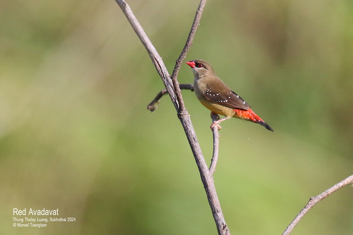 Red Avadavat (Red-bellied) - Manod Taengtum