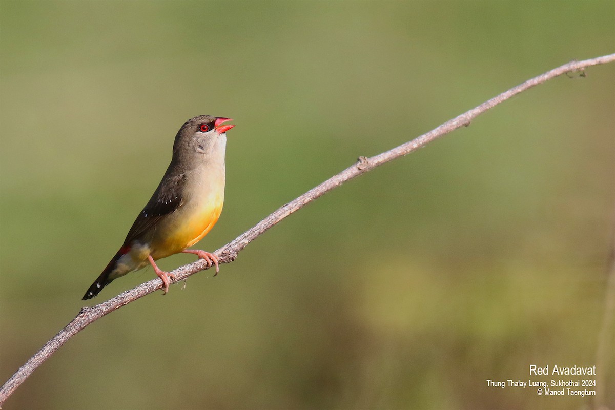 Red Avadavat (Red-bellied) - Manod Taengtum