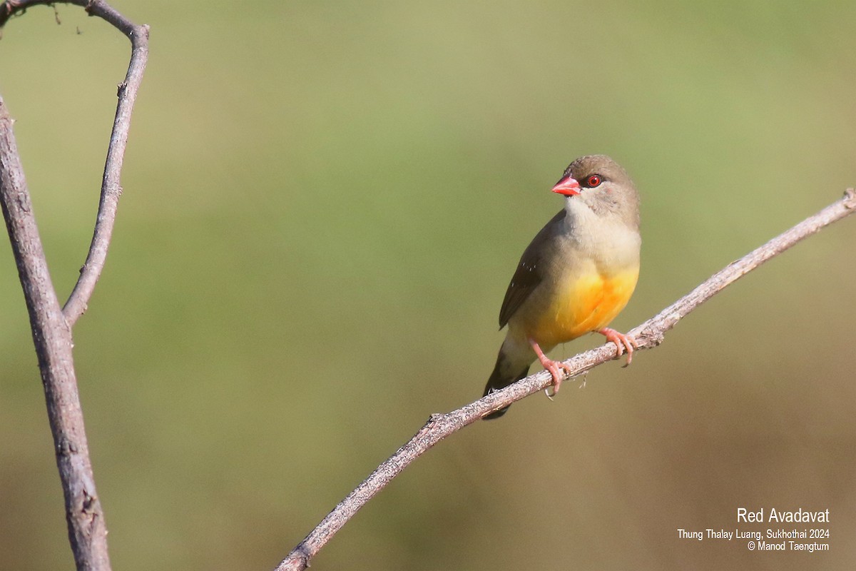 Red Avadavat (Red-bellied) - Manod Taengtum