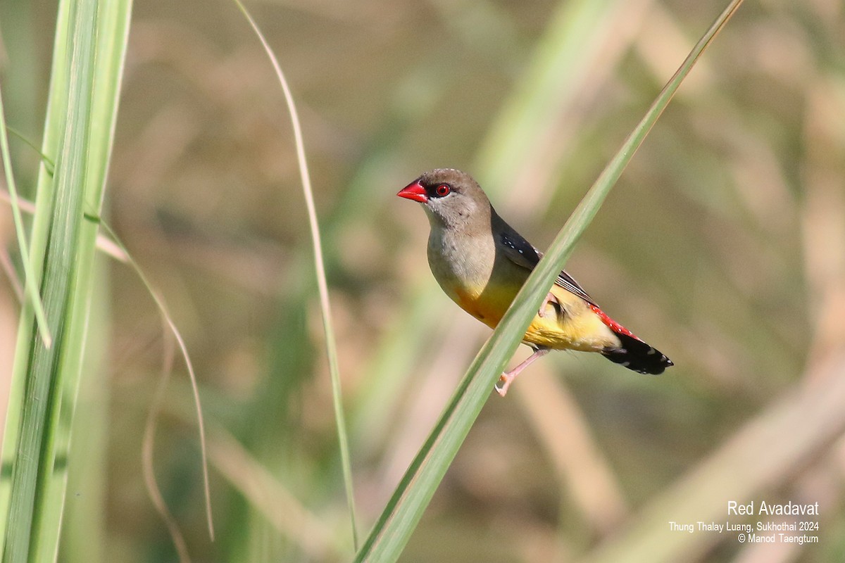 Red Avadavat (Red-bellied) - Manod Taengtum