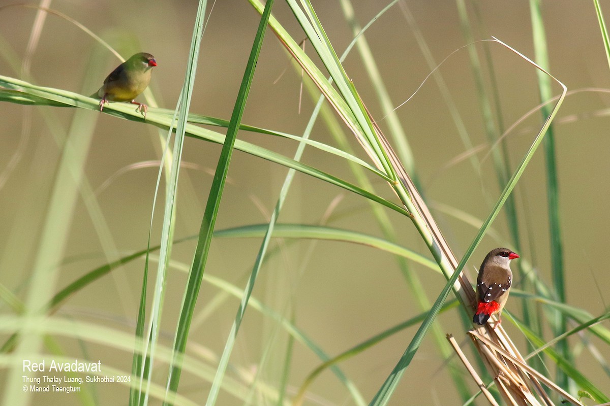 Red Avadavat (Red-bellied) - Manod Taengtum