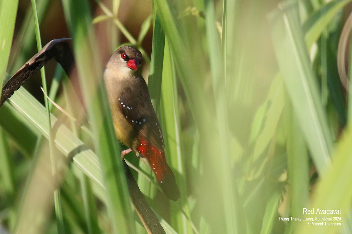 Red Avadavat (Red-bellied) - Manod Taengtum