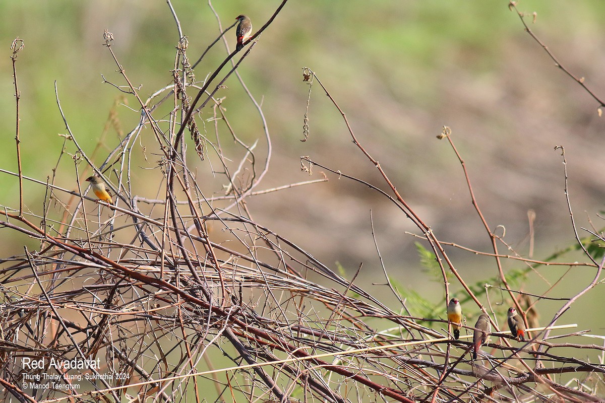 Red Avadavat (Red-bellied) - Manod Taengtum