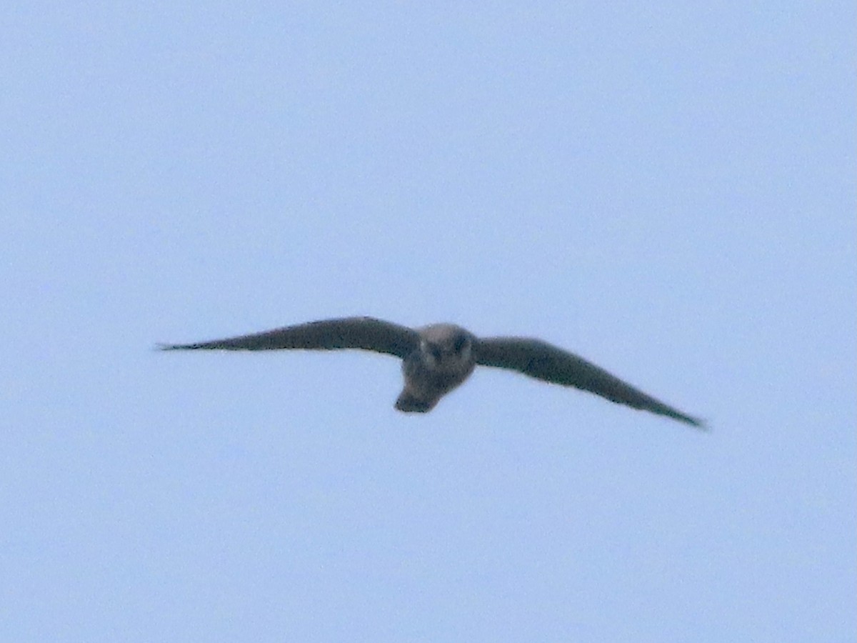 Eurasian Hobby - christopher stuart elmer