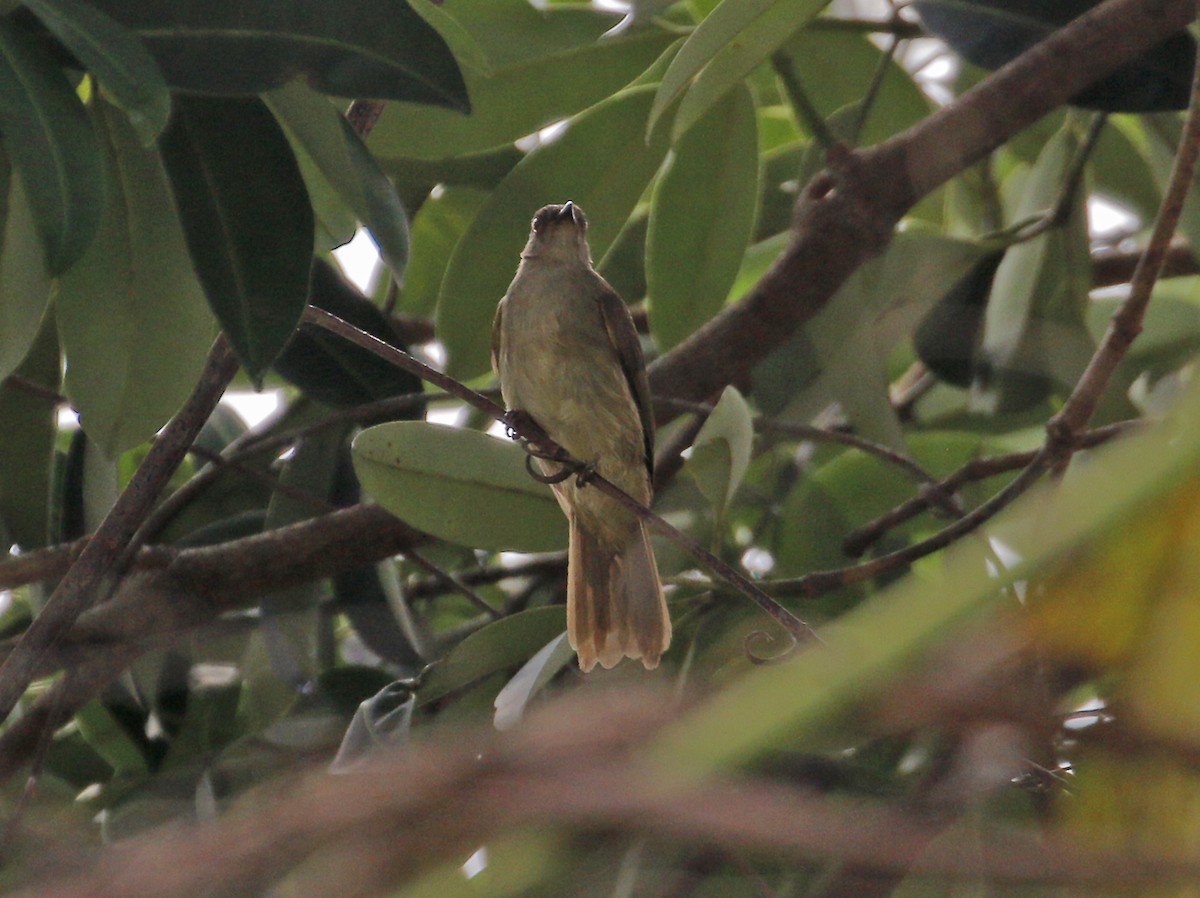 Bulbul oeil-de-feu - ML618874329