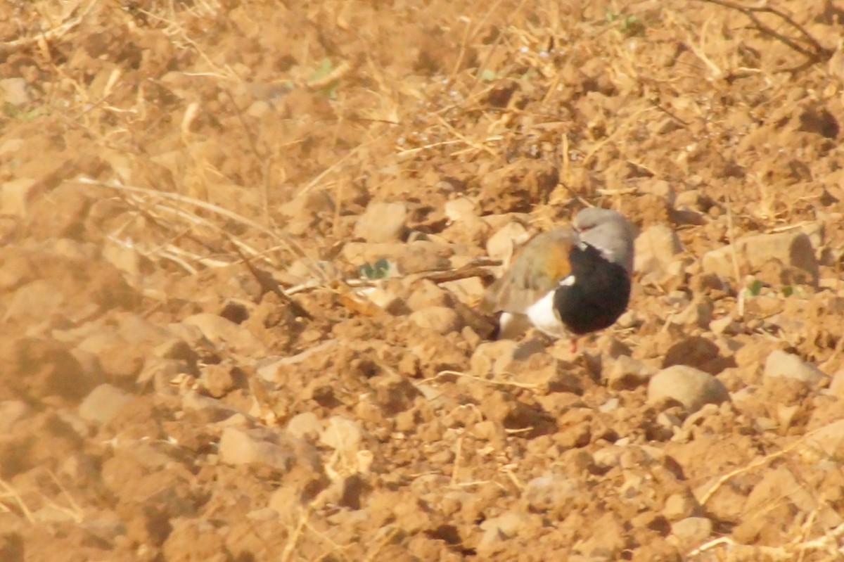 Southern Lapwing - Rodrigo Jorquera Gonzalez