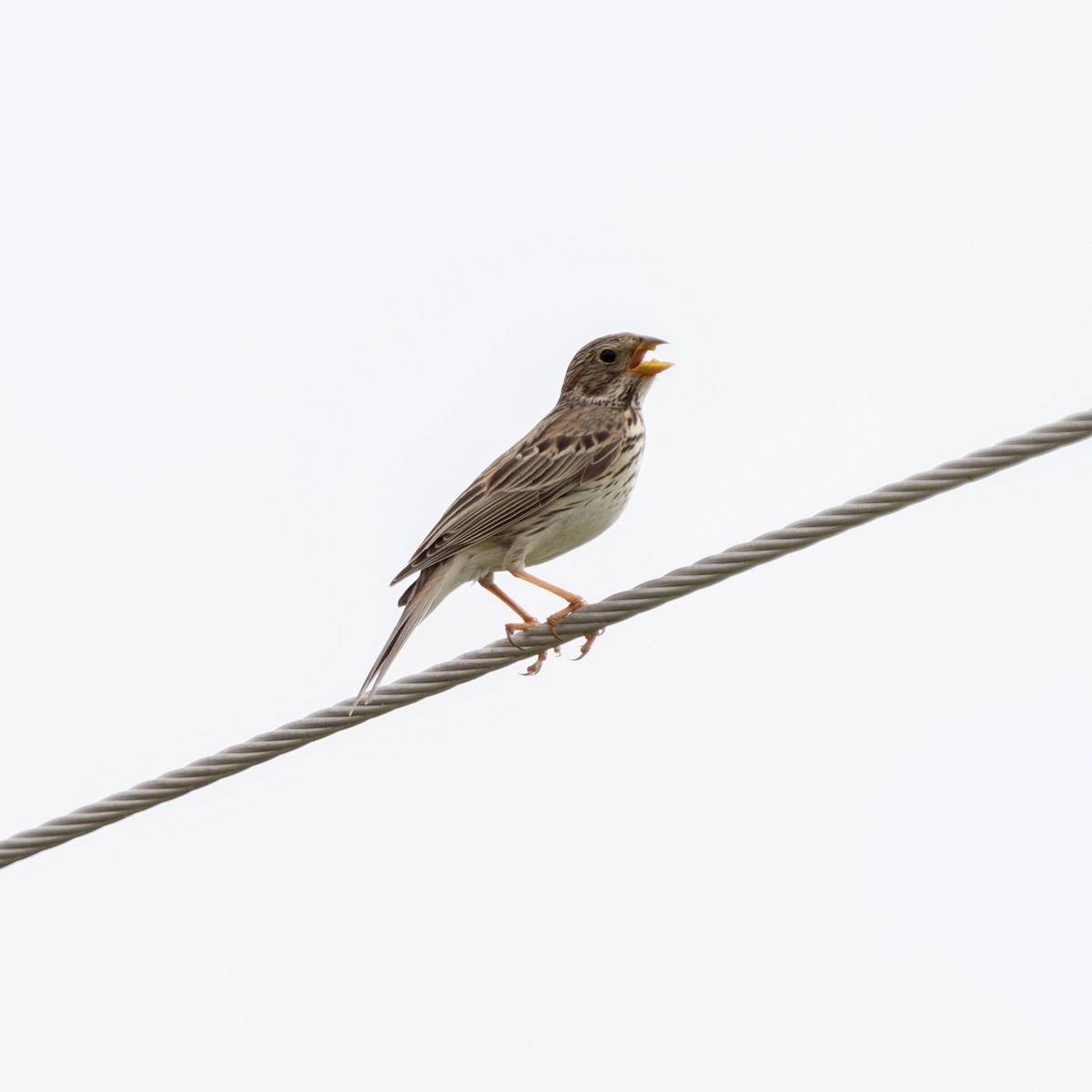 Corn Bunting - Milos Petkovic