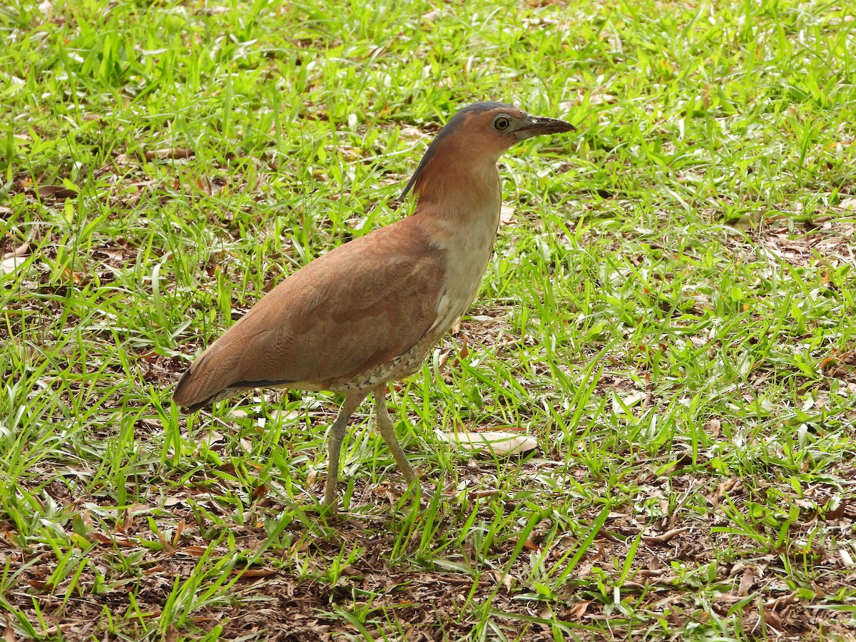 Malayan Night Heron - tiger 鄭