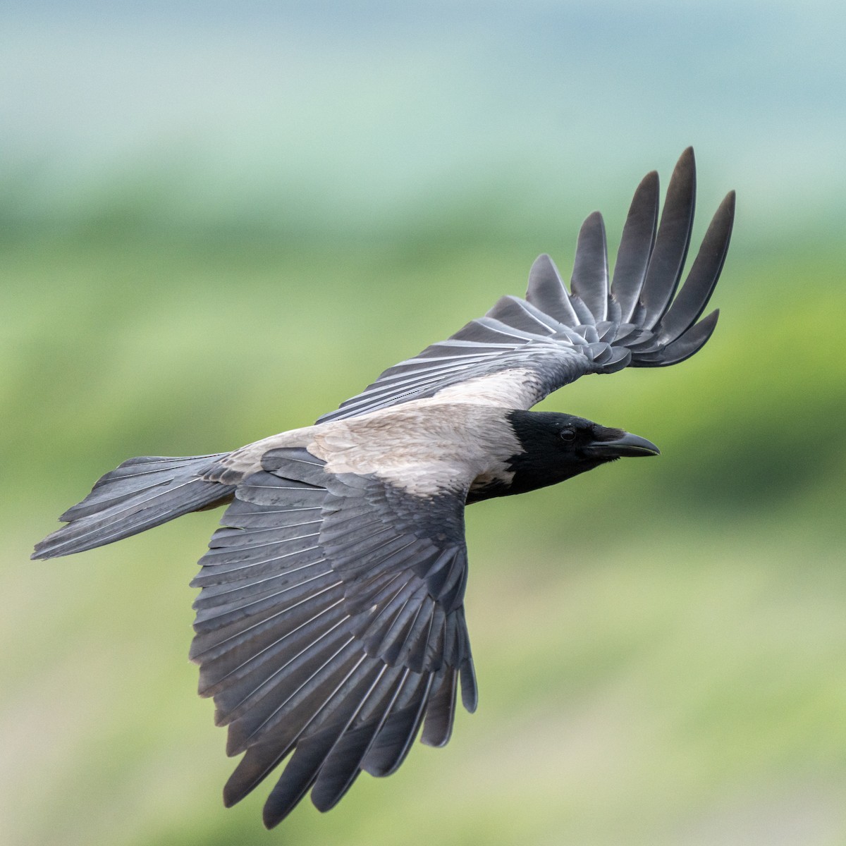 Hooded Crow - Milos Petkovic