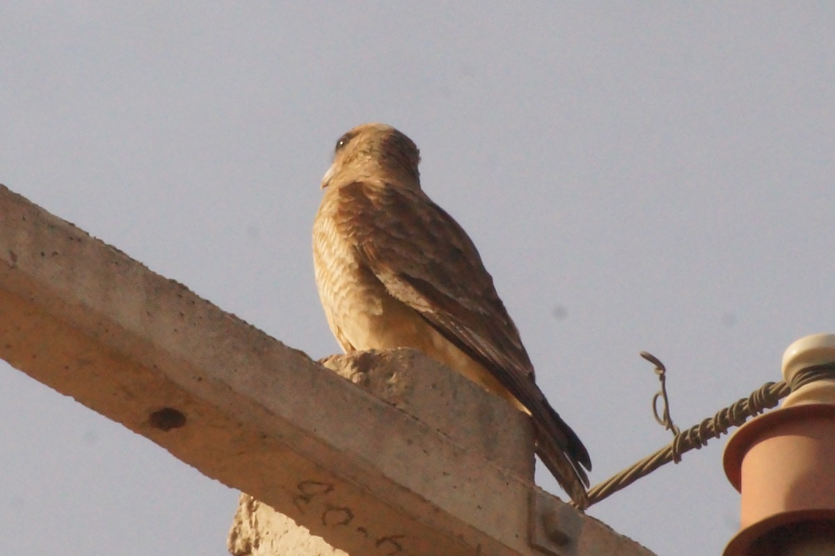 Chimango Caracara - Rodrigo Jorquera Gonzalez