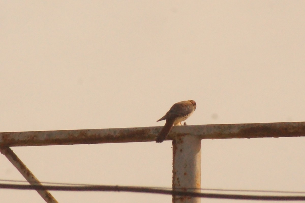 American Kestrel - Rodrigo Jorquera Gonzalez