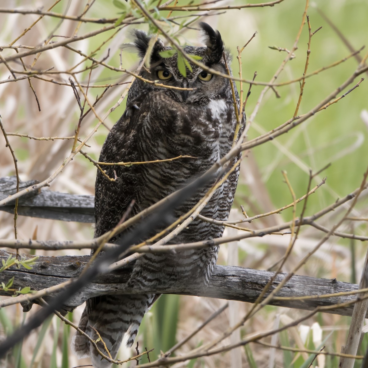 Great Horned Owl - Diana Byrne