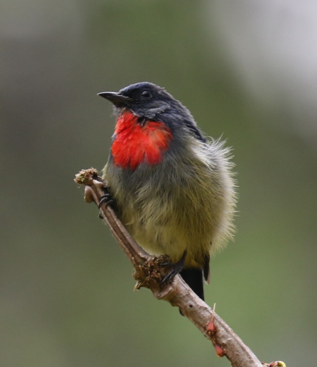 Black-sided Flowerpecker - evonne muse