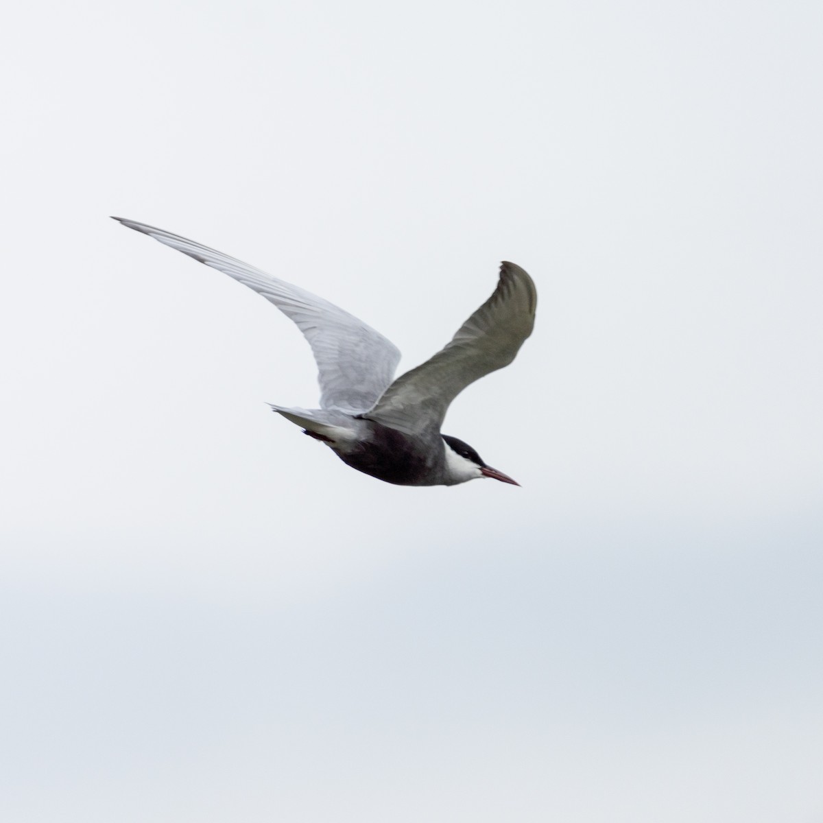 Whiskered Tern - Milos Petkovic