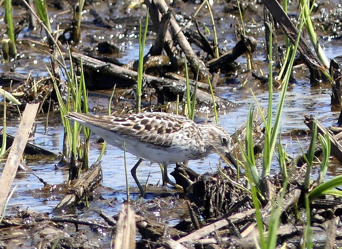 Semipalmated Sandpiper - Aziza Cooper