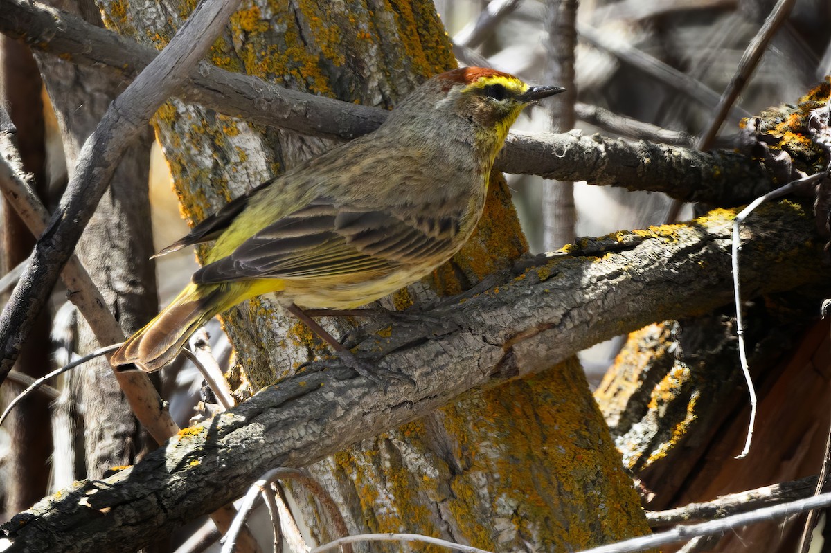 Palm Warbler - Diana Byrne