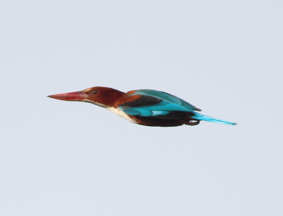 White-throated Kingfisher - Neoh Hor Kee