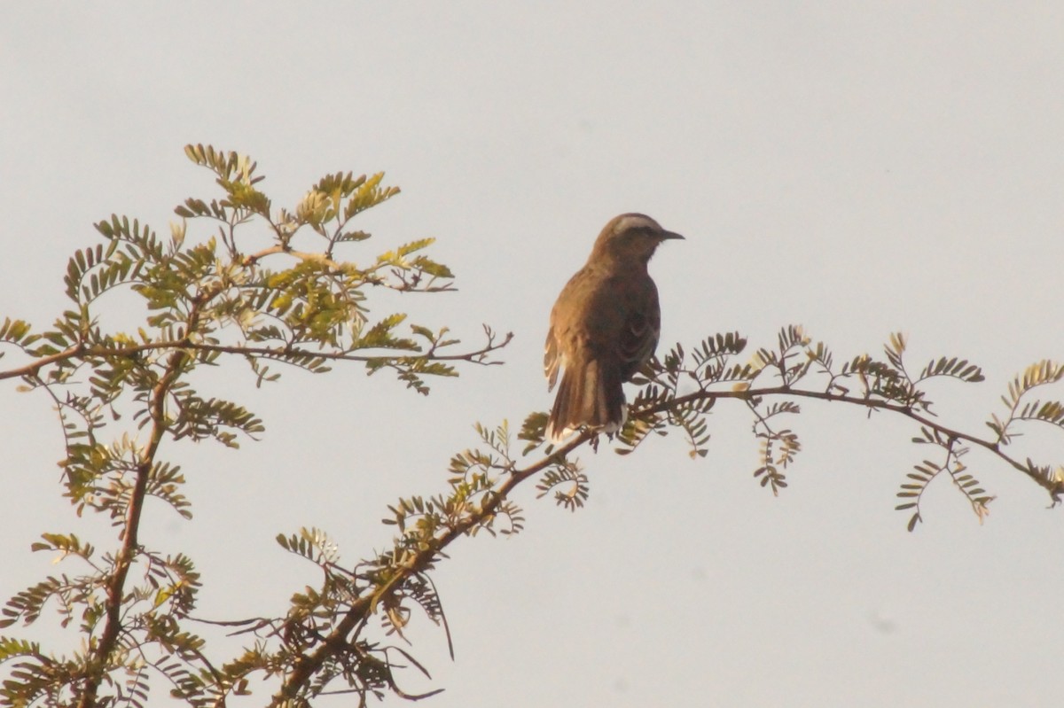 Chilean Mockingbird - Rodrigo Jorquera Gonzalez