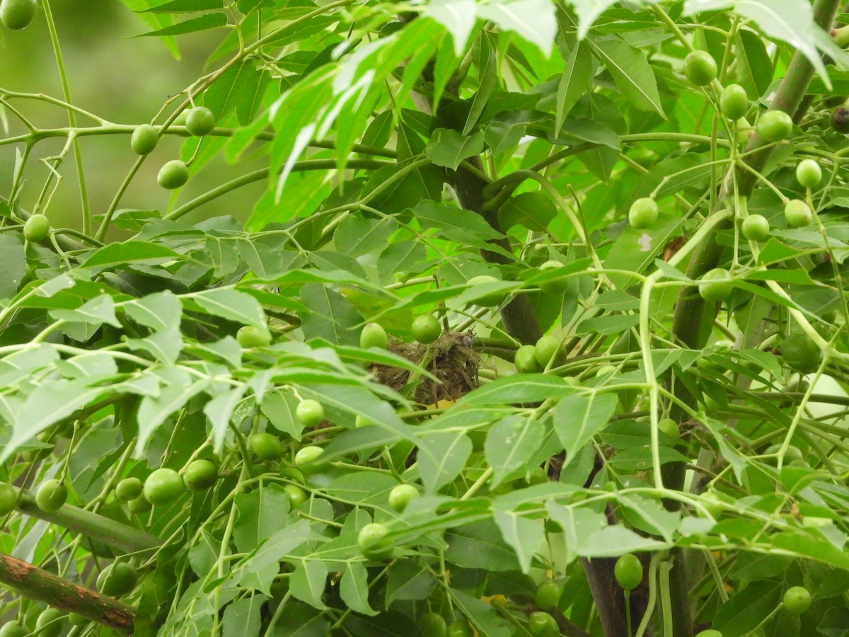 Swinhoe's White-eye - tiger 鄭