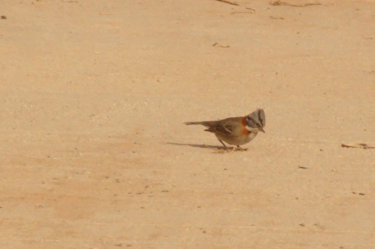 Rufous-collared Sparrow - Rodrigo Jorquera Gonzalez