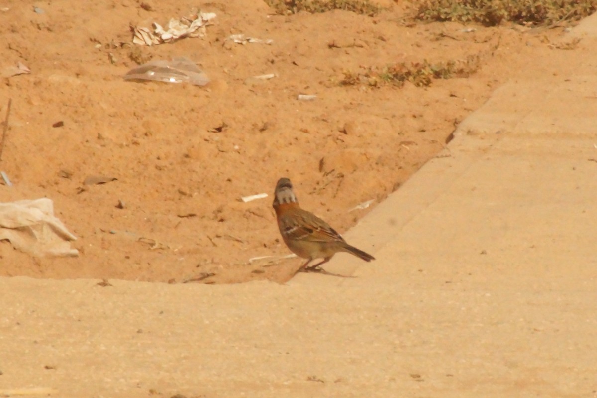 Rufous-collared Sparrow - Rodrigo Jorquera Gonzalez