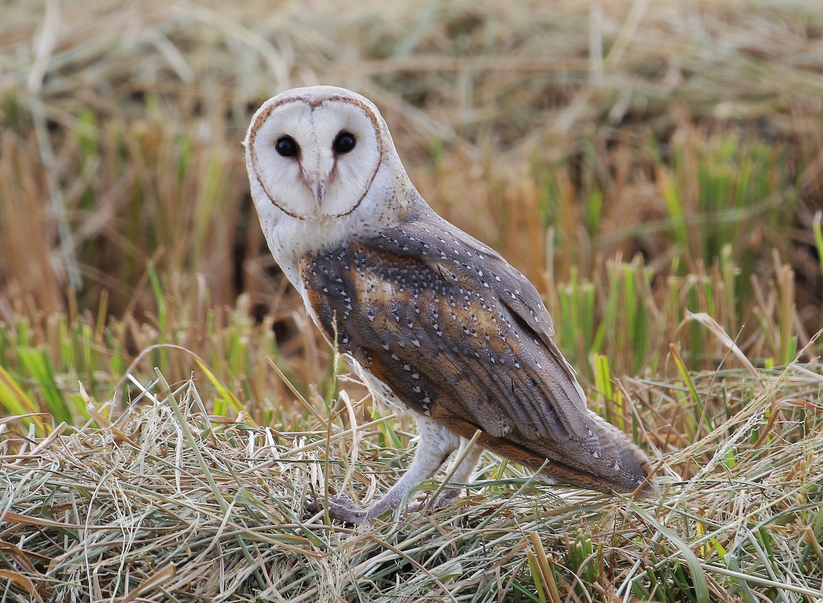 Eastern Barn Owl - Neoh Hor Kee