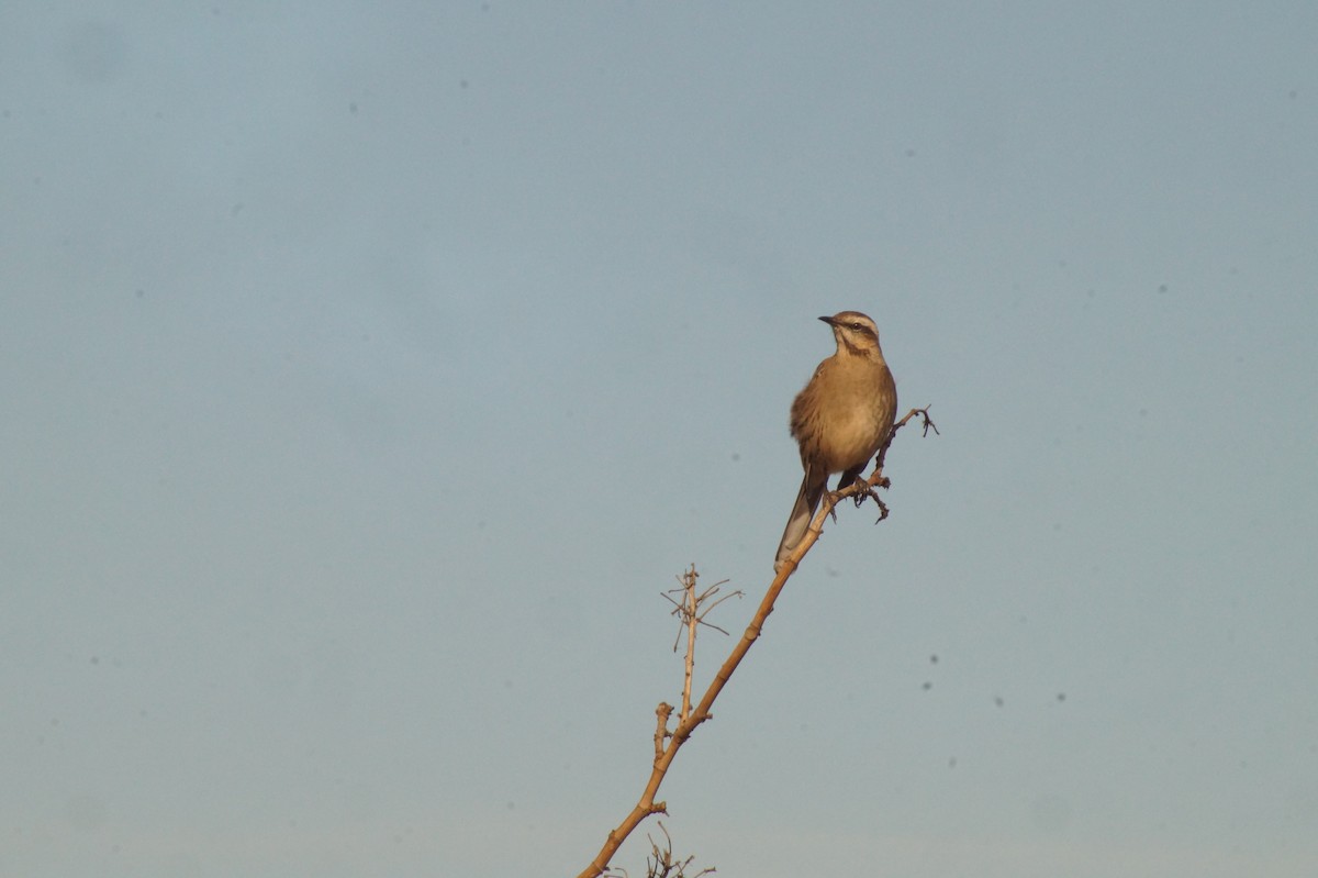 Chilean Mockingbird - Rodrigo Jorquera Gonzalez