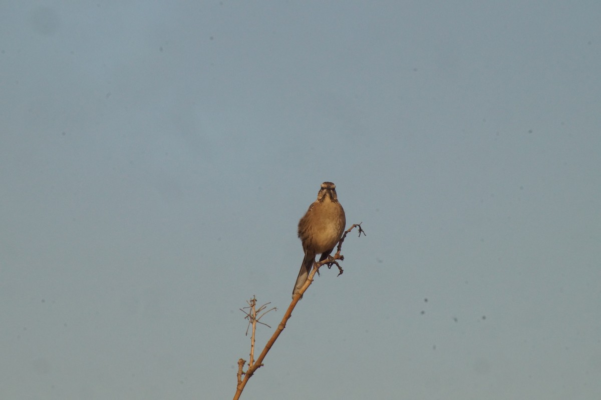 Chilean Mockingbird - Rodrigo Jorquera Gonzalez