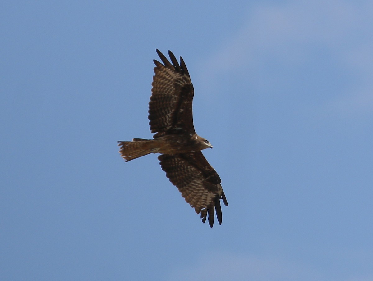 Black Kite - Neoh Hor Kee