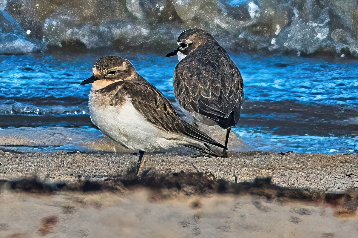 Double-banded Plover - Alfons  Lawen