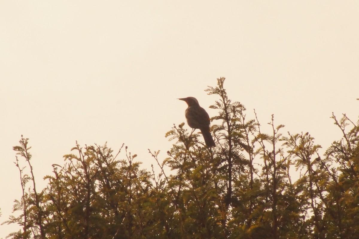 Long-tailed Meadowlark - Rodrigo Jorquera Gonzalez