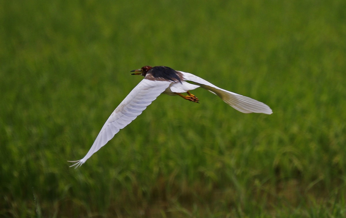 Chinese Pond-Heron - Neoh Hor Kee