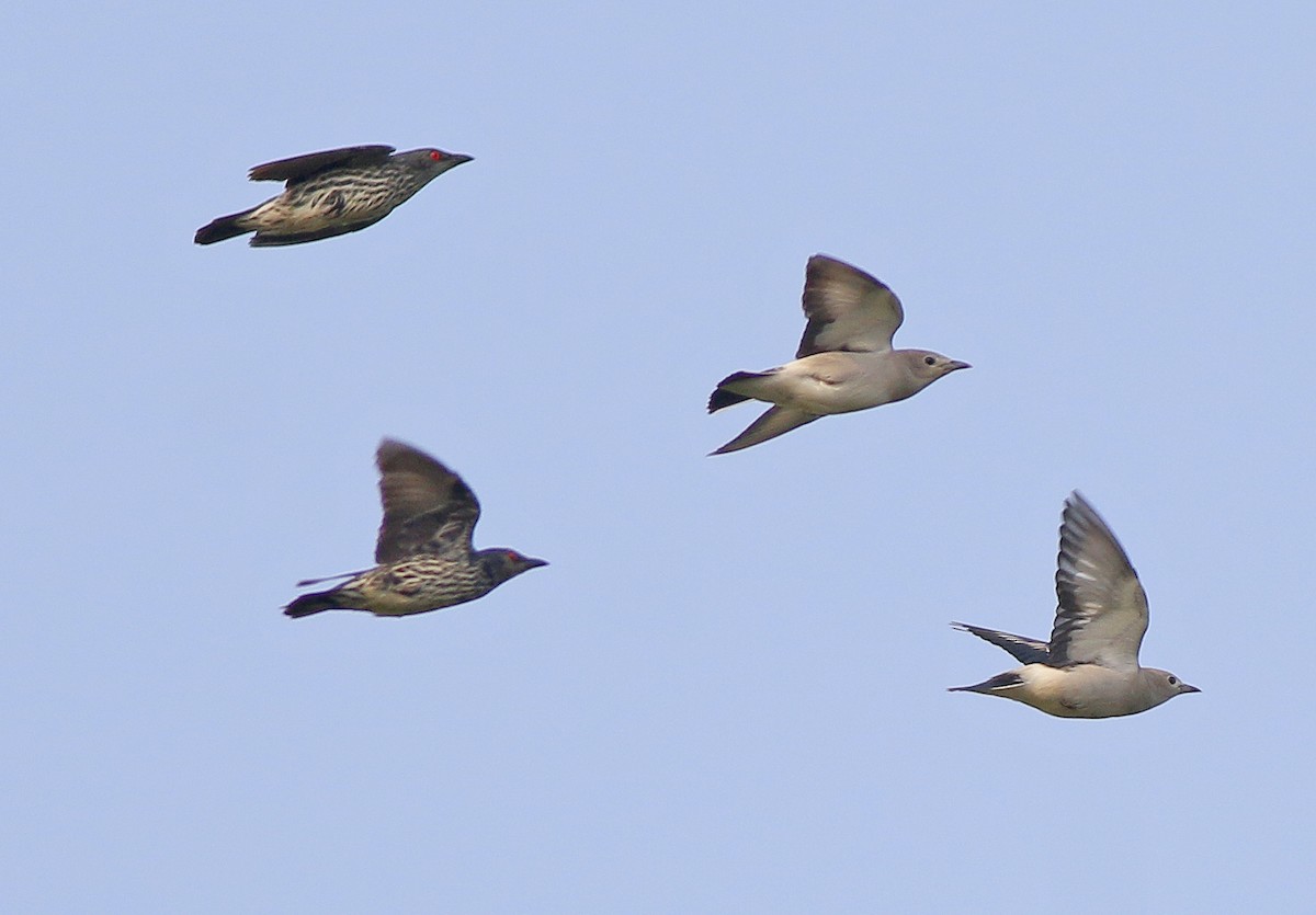 Daurian Starling - Neoh Hor Kee