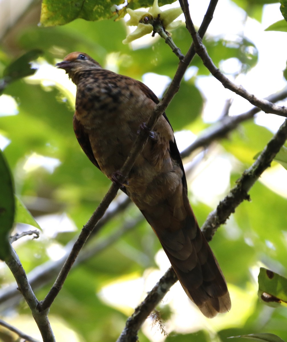 Little Cuckoo-Dove - Lee Muse