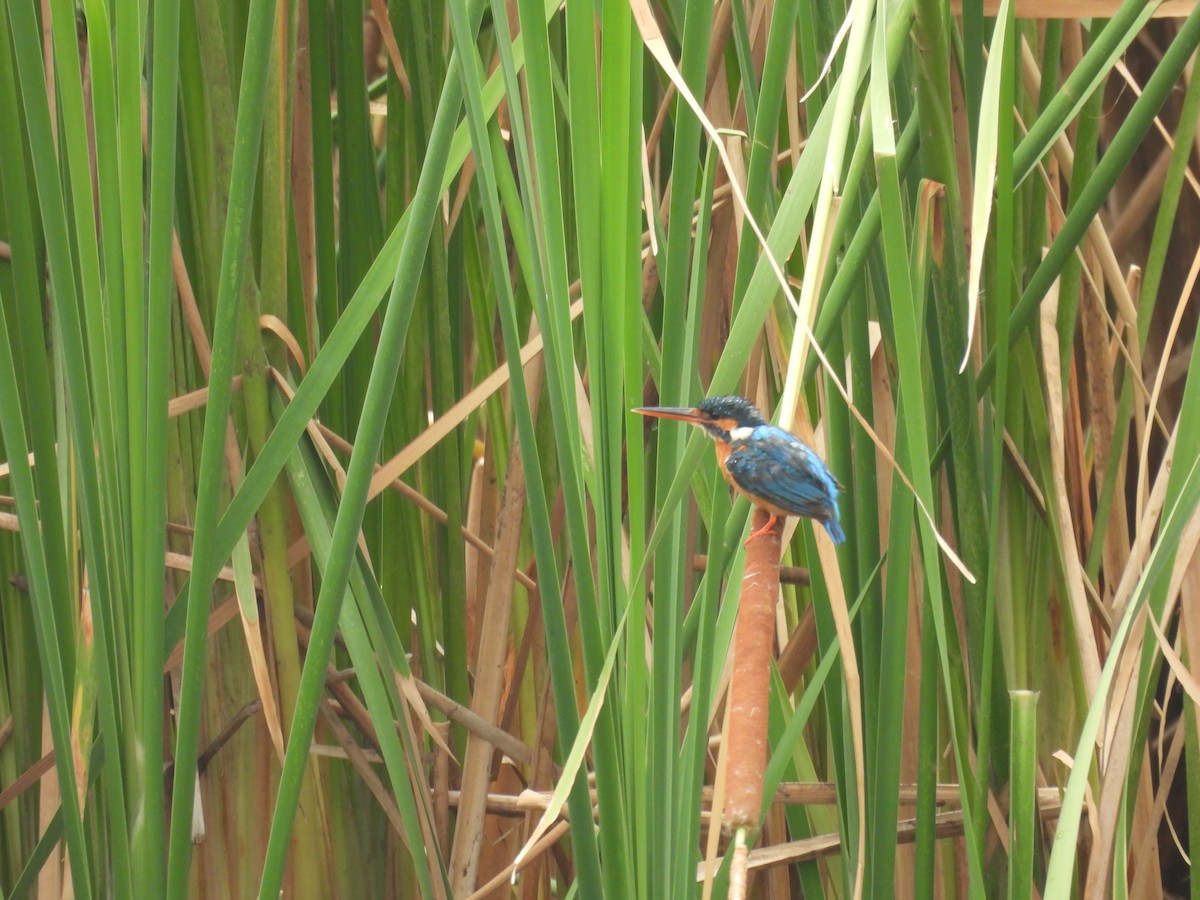 Common Kingfisher - Praveen Tangirala