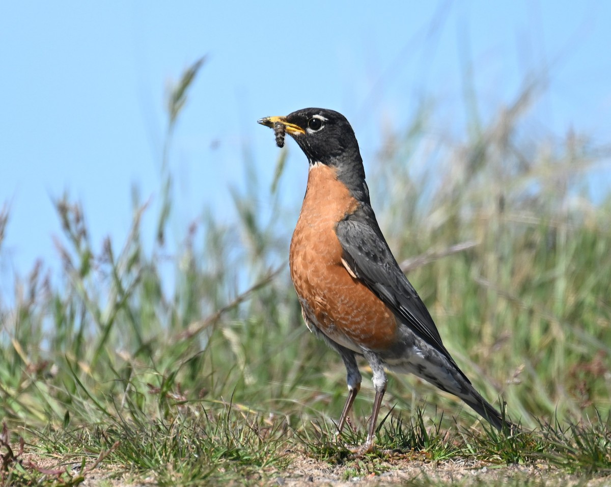 American Robin - Ross Lockwood