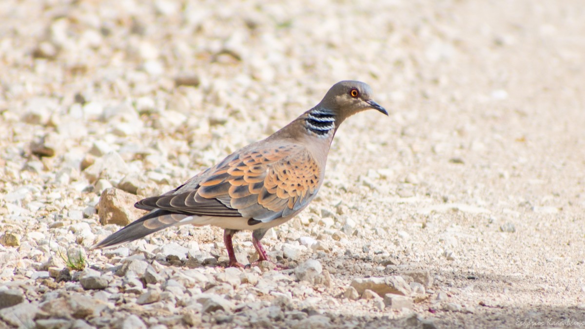 European Turtle-Dove - Stergios Kassavetis