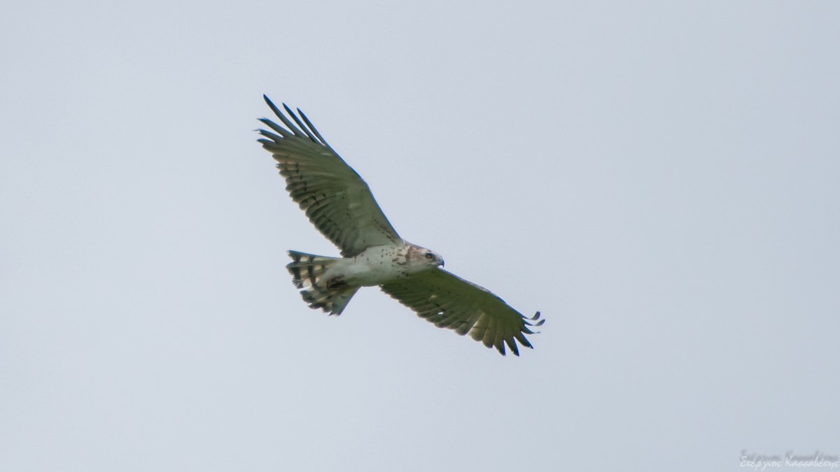 Short-toed Snake-Eagle - Stergios Kassavetis