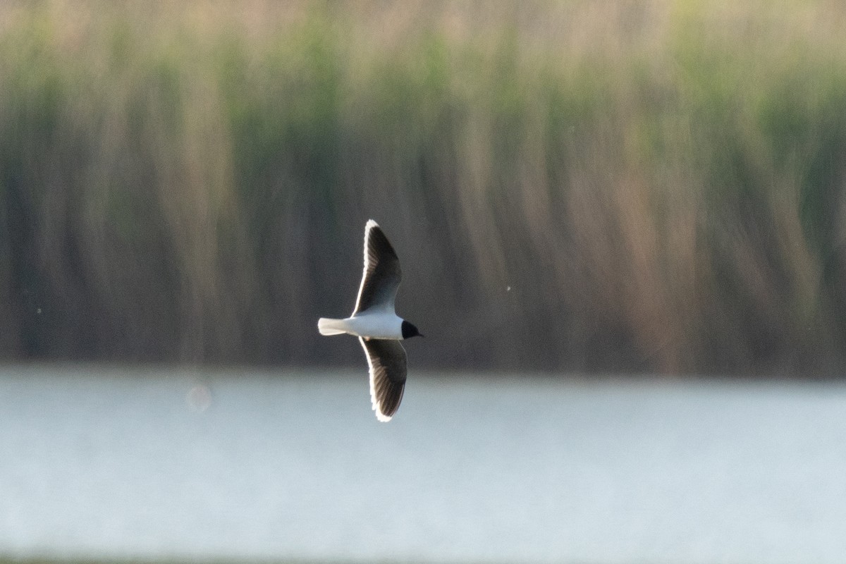 Little Gull - Milos Petkovic