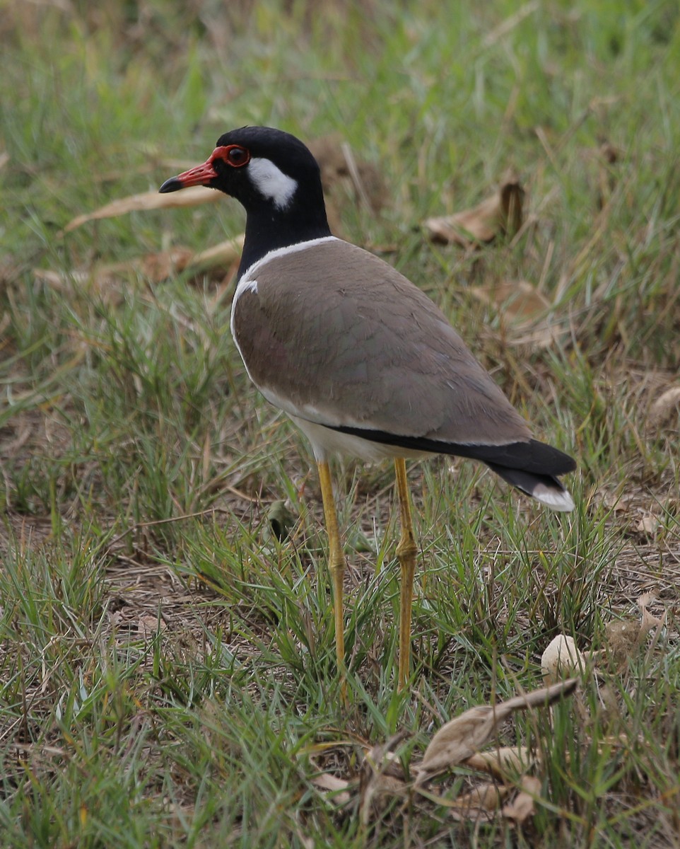 Red-wattled Lapwing - Neoh Hor Kee