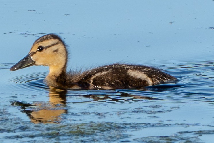 Canard colvert - ML618874511