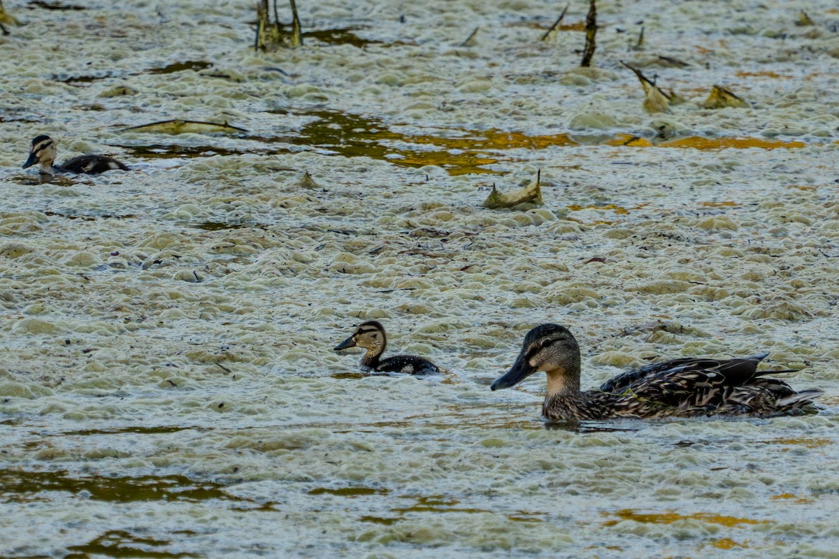 Canard colvert - ML618874516